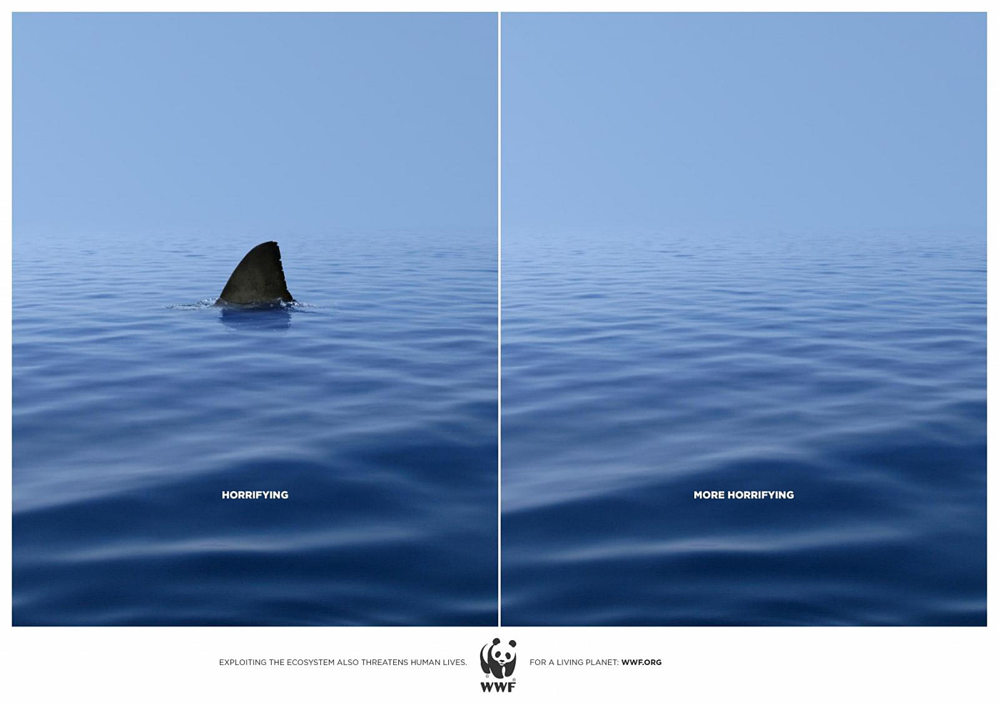 wwf-shark